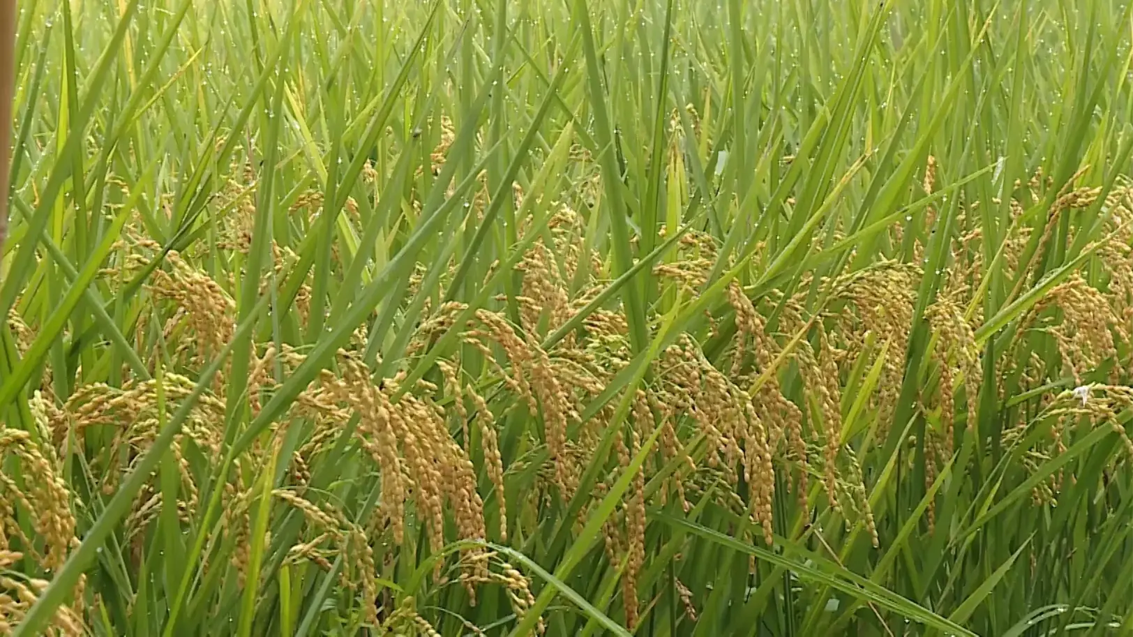 Nền tảng xanh cho nông nghiệp | Nông nghiệp nông thôn | 24/07/2025